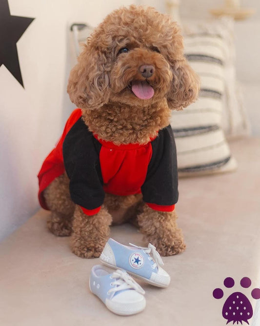 All Star Cozy Dog Sweater