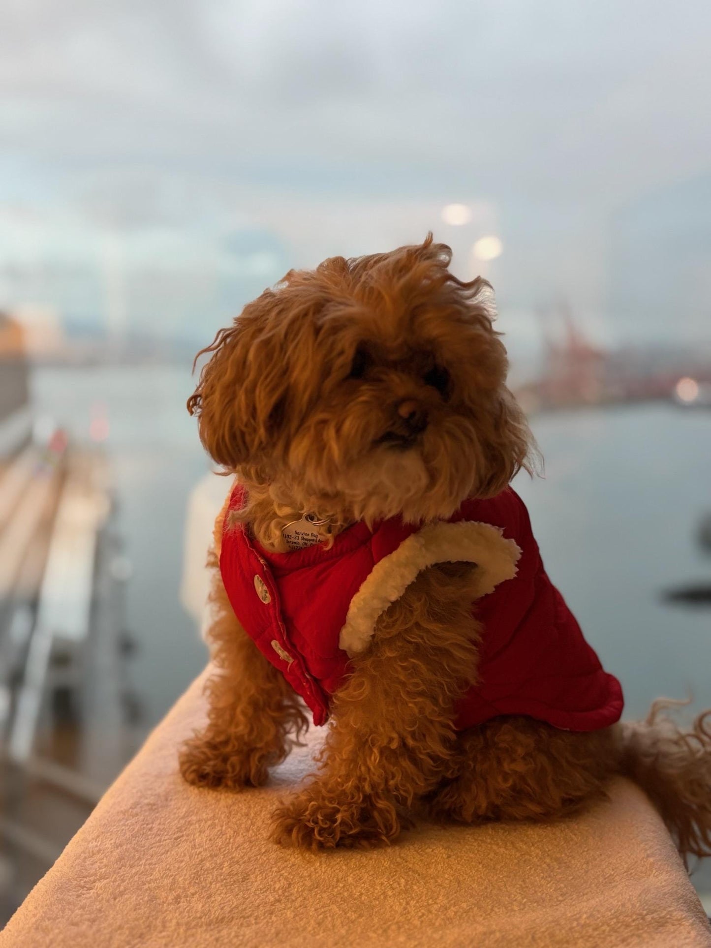 Reversible Coca Cola Dog Puffer Jacket