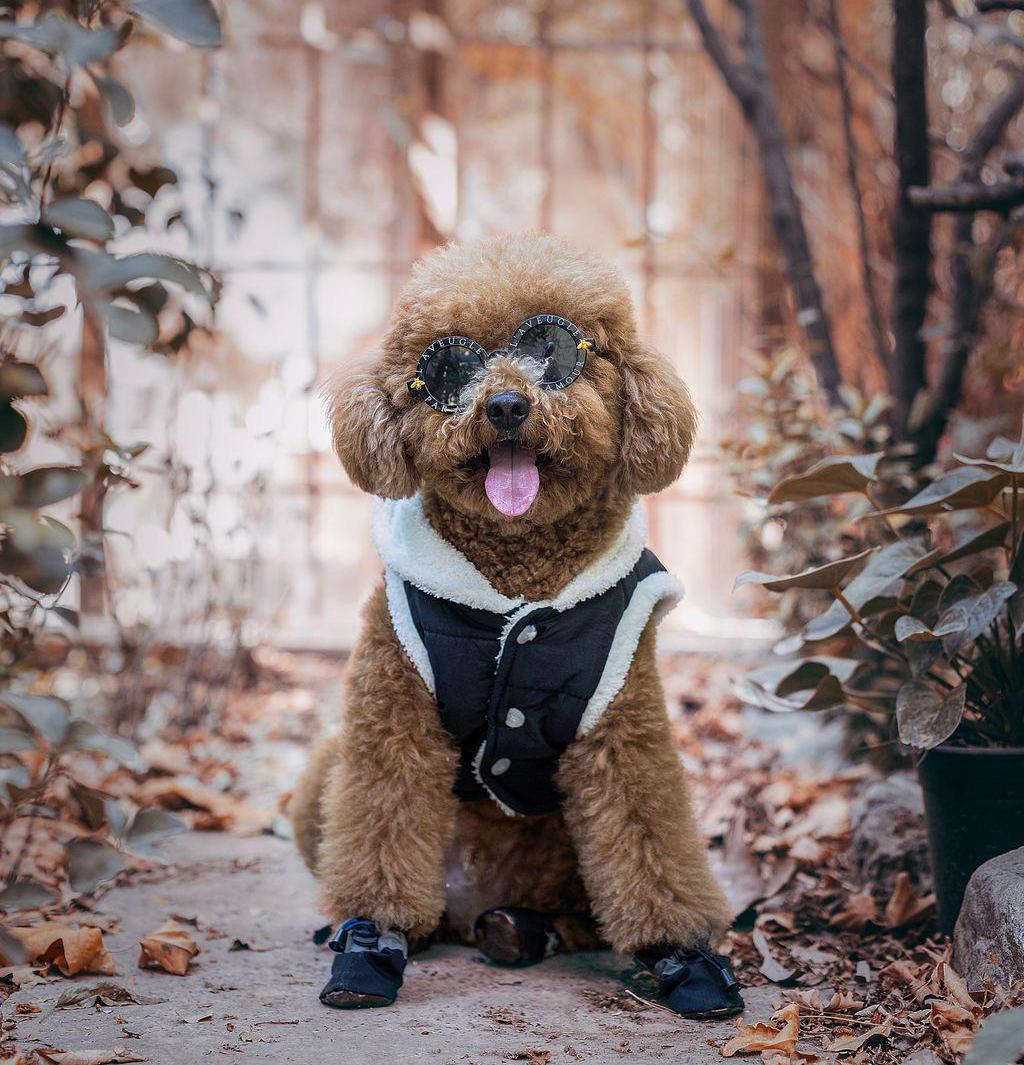 Jack Daniel’s Inspired Dog Jacket