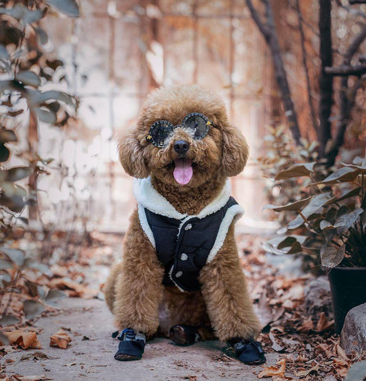 Jack Daniel’s Inspired Dog Jacket